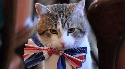 真以為自己貓語(yǔ)十級(jí) 這本貓?jiān)~典請(qǐng)翻譯一下